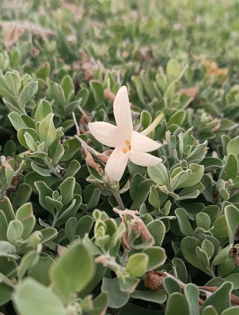 A natural beauty of flower🌸