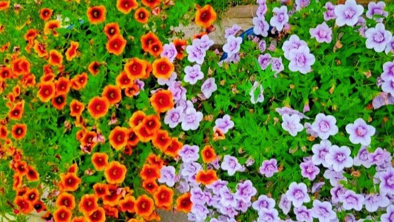 673B2FB8-A1E0-40FD-969D-06230E28A1D2.jpeg