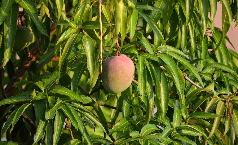 mango.jpg