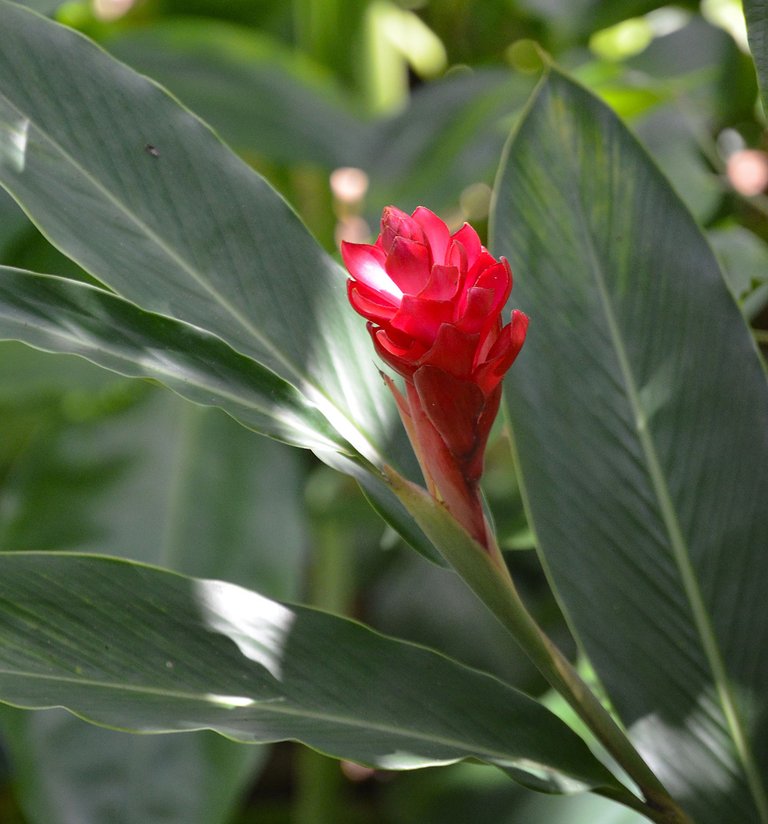 flor pab.jpg