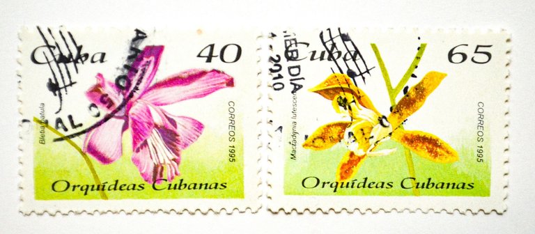 orquideas.jpg