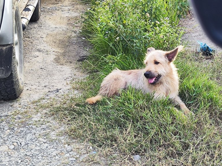 A dog with the brightest smile