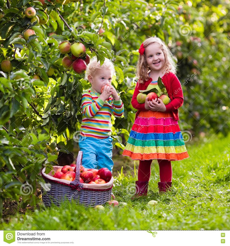 kids-picking-apples-fruit-garden-child-farm-autumn-little-girl-boy-playing-apple-tree-orchard-pick-basket-toddler-75691609.jpg