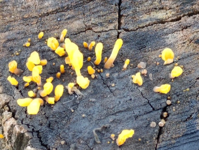 Dacryopinax spathularia 12.jpg