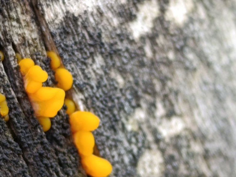 Dacryopinax spathularia 13.jpg