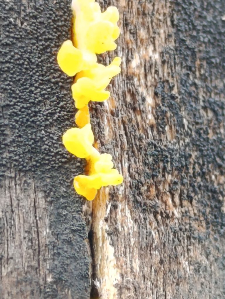 Dacryopinax spathularia 11.jpg