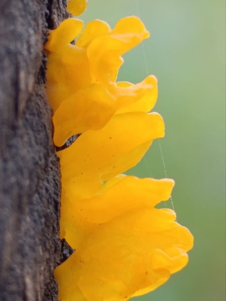 Dacryopinax spathularia 1.jpg