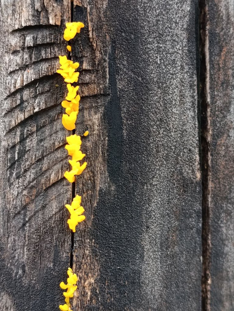 Dacryopinax spathularia 10.jpg