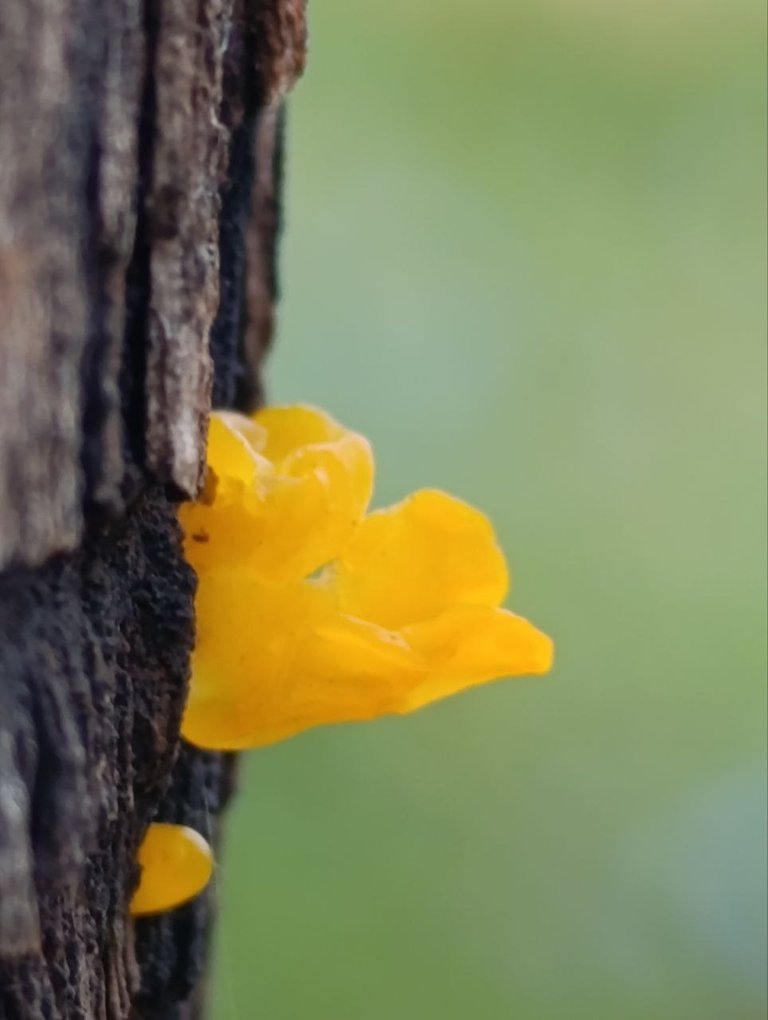 Dacryopinax spathularia 4.jpg