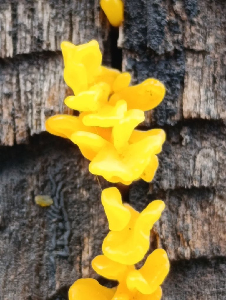 Dacryopinax spathularia 6.jpg