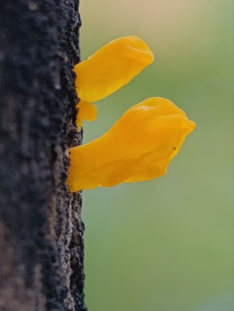 Dacryopinax spathularia 5.jpg