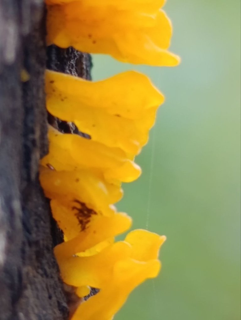 Dacryopinax spathularia 2.jpg