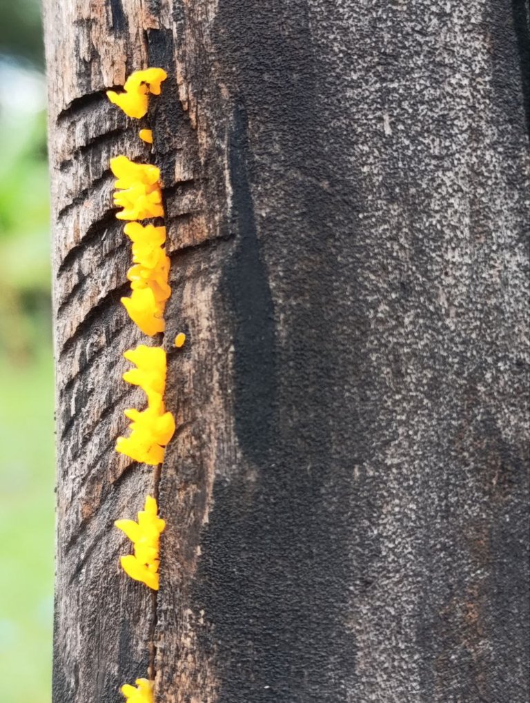 Dacryopinax spathularia 9.jpg