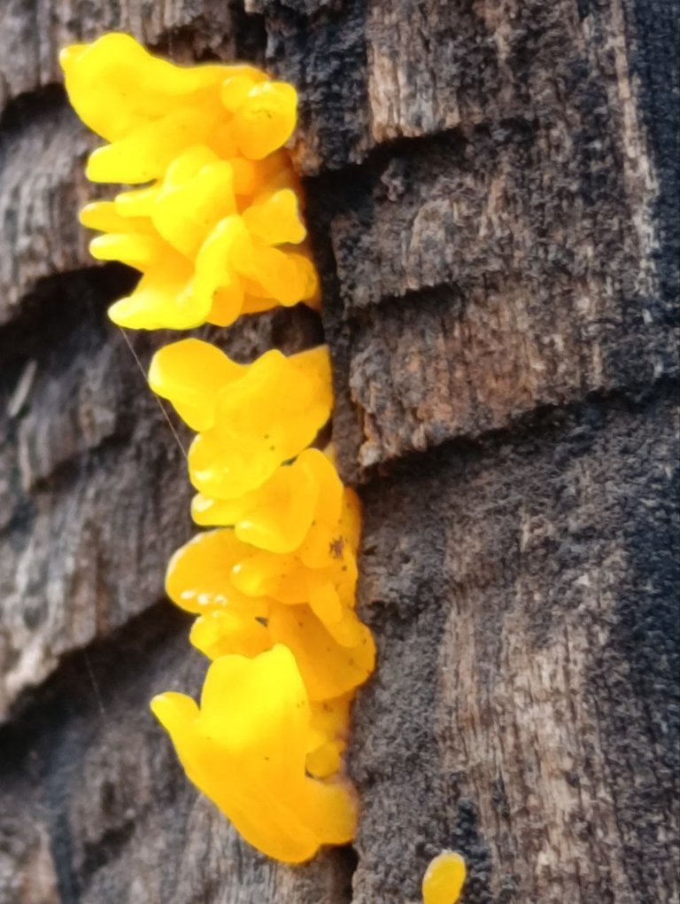 Dacryopinax spathularia 8.jpg
