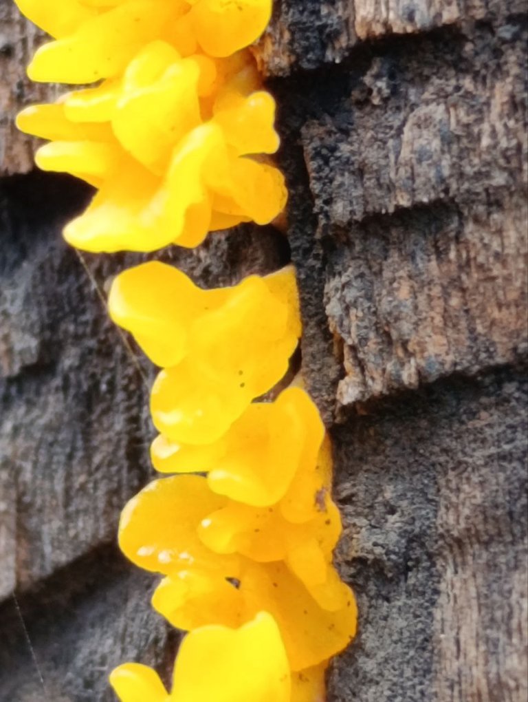 Dacryopinax spathularia 7.jpg