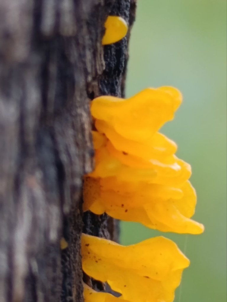 Dacryopinax spathularia 3.jpg