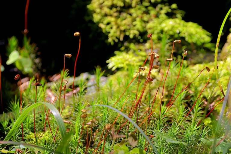 Polytrichum Plant.jpg