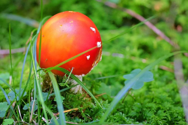 Bright Red Cap Mushroom.jpg