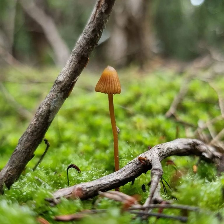 galerina mushroom.jpg