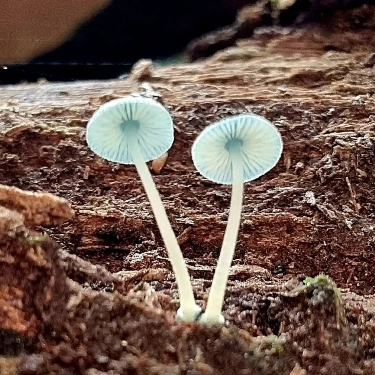 Mycena interrupta Mushroom Fungi.jpg