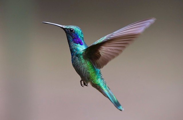 hummingbird-2139279_640.jpg