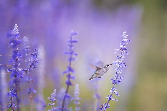 hummingbird-1851489_640.jpg