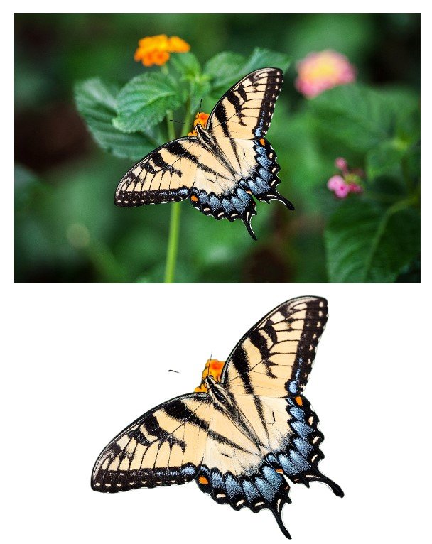 butterfly.jpg