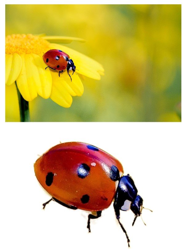 ladybug2.jpg
