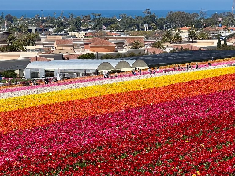 Carlsbad Flower Fields [EN/PT-BR]