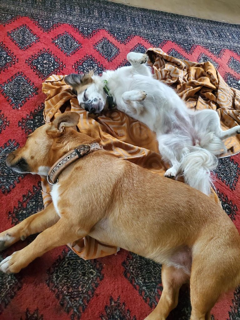 luna and tequila 1.jpg