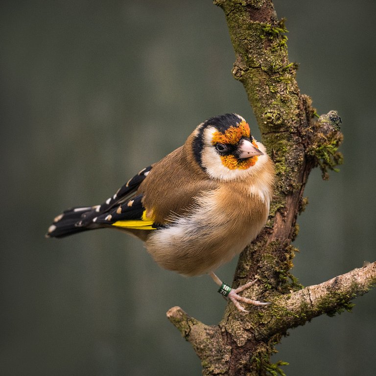 Goldfinch on tree branch.jpg