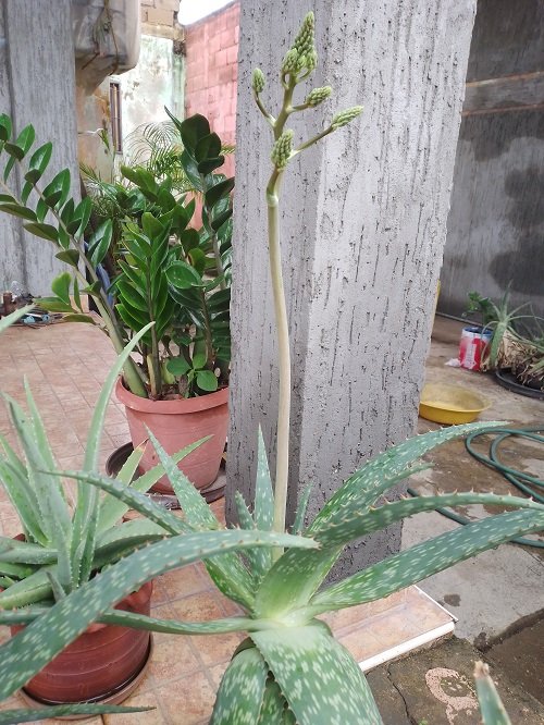 aloe4.jpg