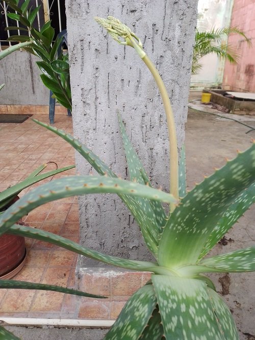 aloe3.jpg