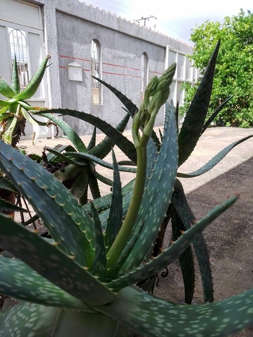 aloe2.jpg