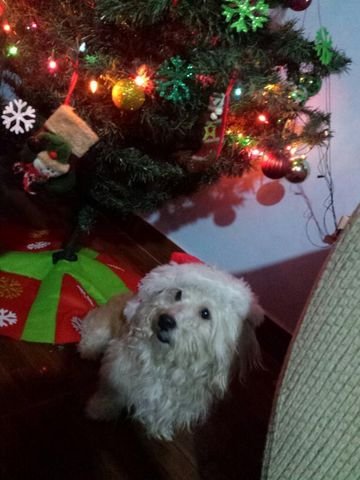 nacho feliz navidad 1.jpg