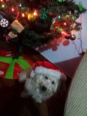 NACHO FELIZ NAVIDAD 5.jpg