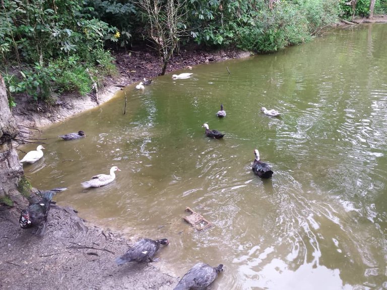 patos gallinas 3.jpeg