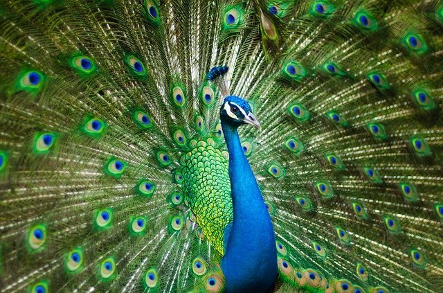 peafowl-2363750_640.jpg