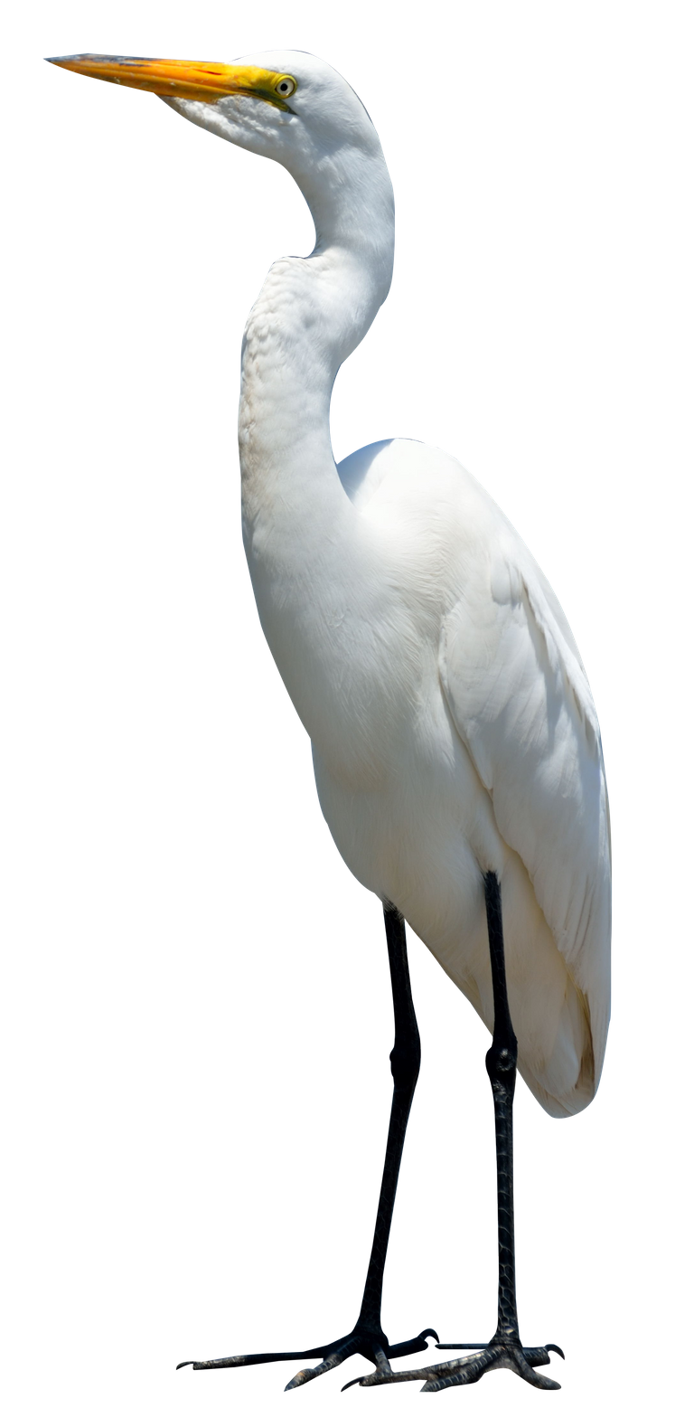 purepng.com-egret-birdbirdsflyanimals-631522936453jmdxv.png