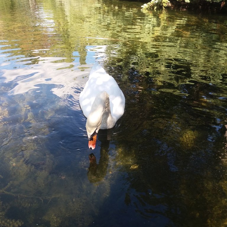 swan 1.jpg