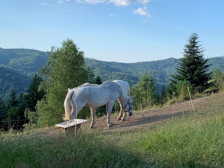 Horses in Beskidy Mts