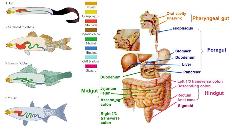 40 Animal Nutrition.jpeg