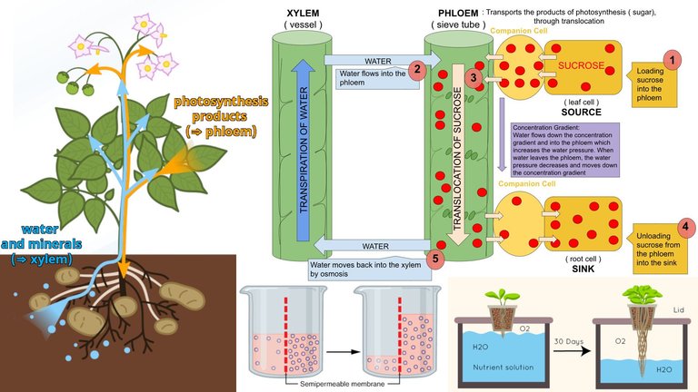 34 Plant Nutrition Transport.jpeg