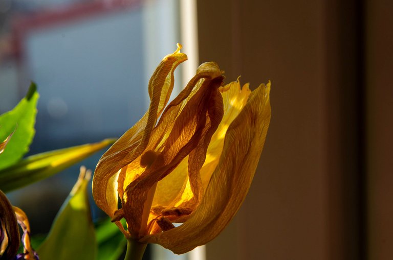 IMGP1439c.jpg