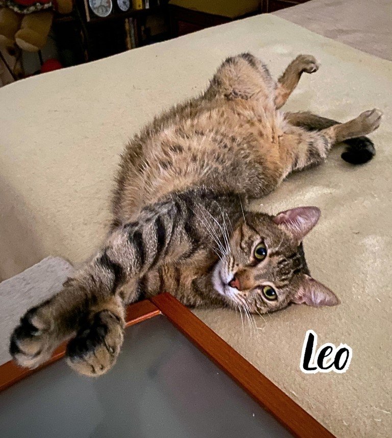 Leo.jpg