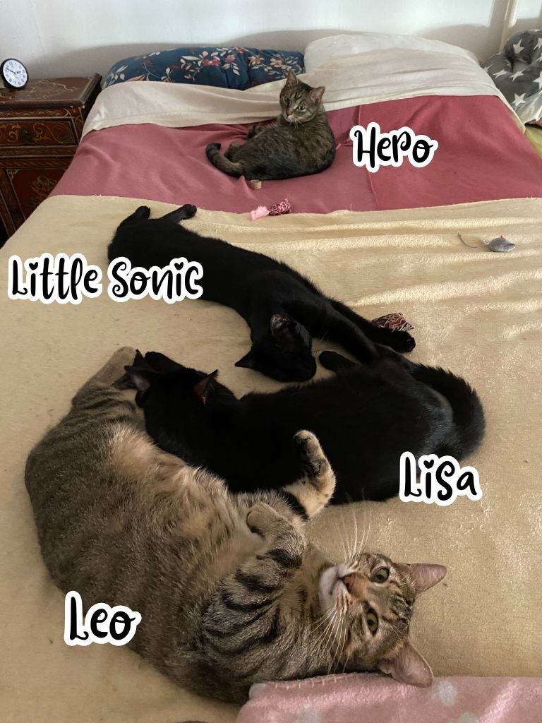 Group snuggles.jpg