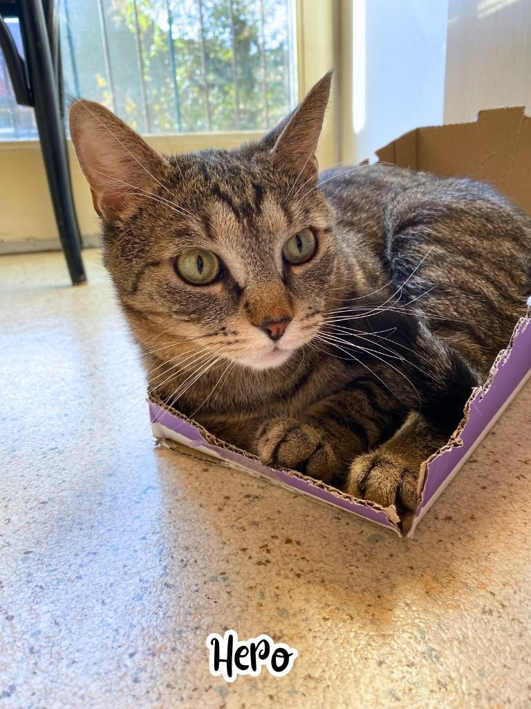 Hero in tiny box 1.jpg