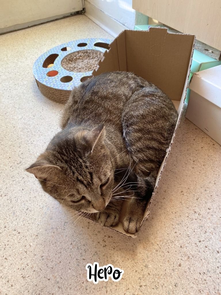 Hero in tiny box 2.jpg