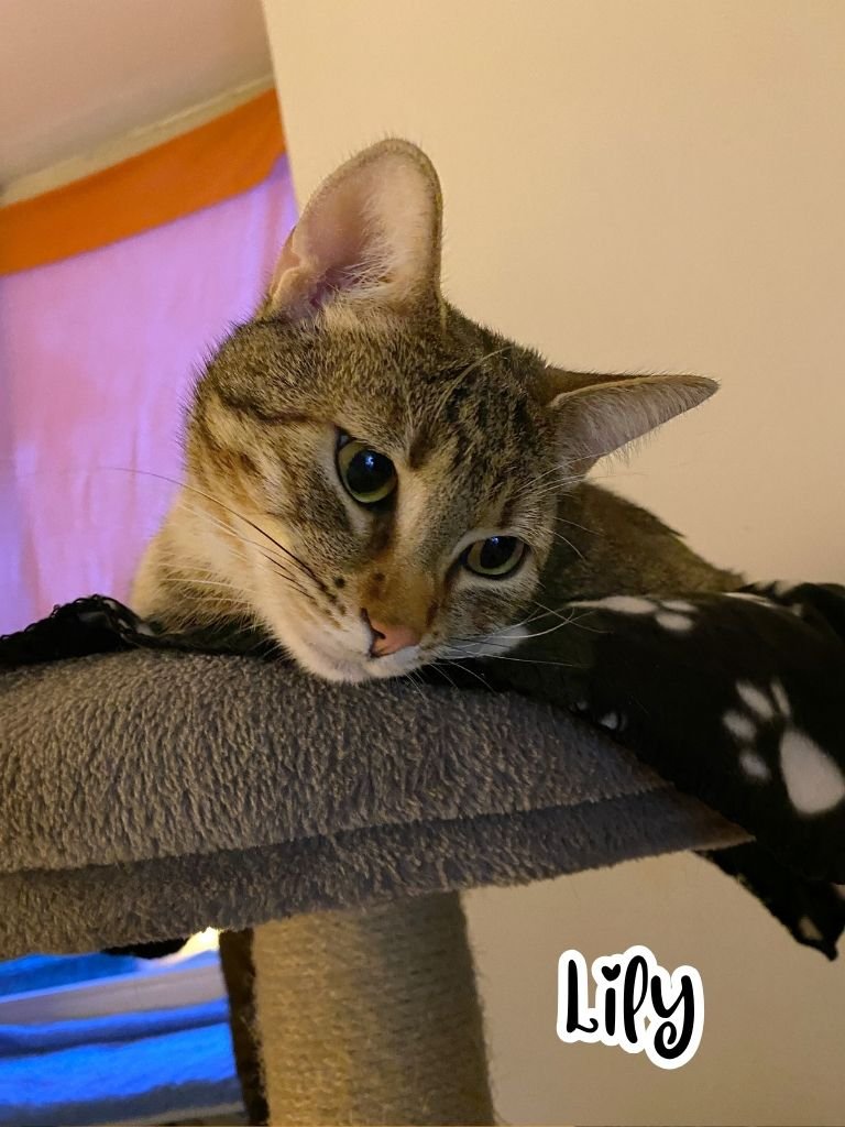 Lily.jpg