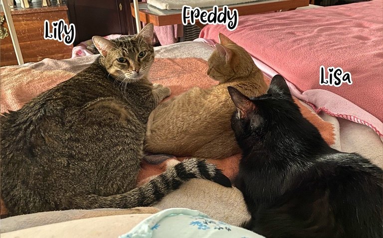 Lily Freddy and Lisa in bed .jpg